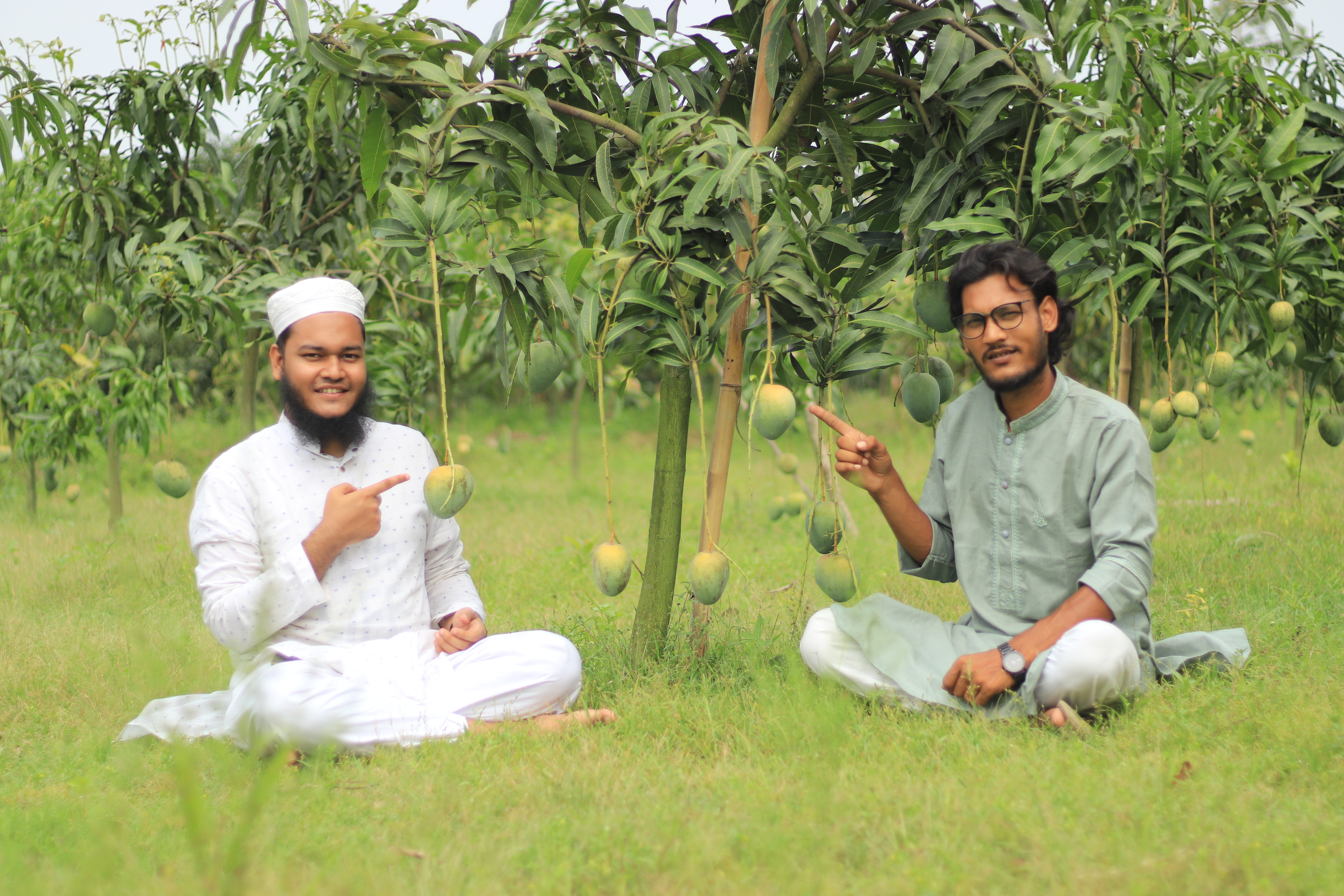 Aamlon Amrapali Mango