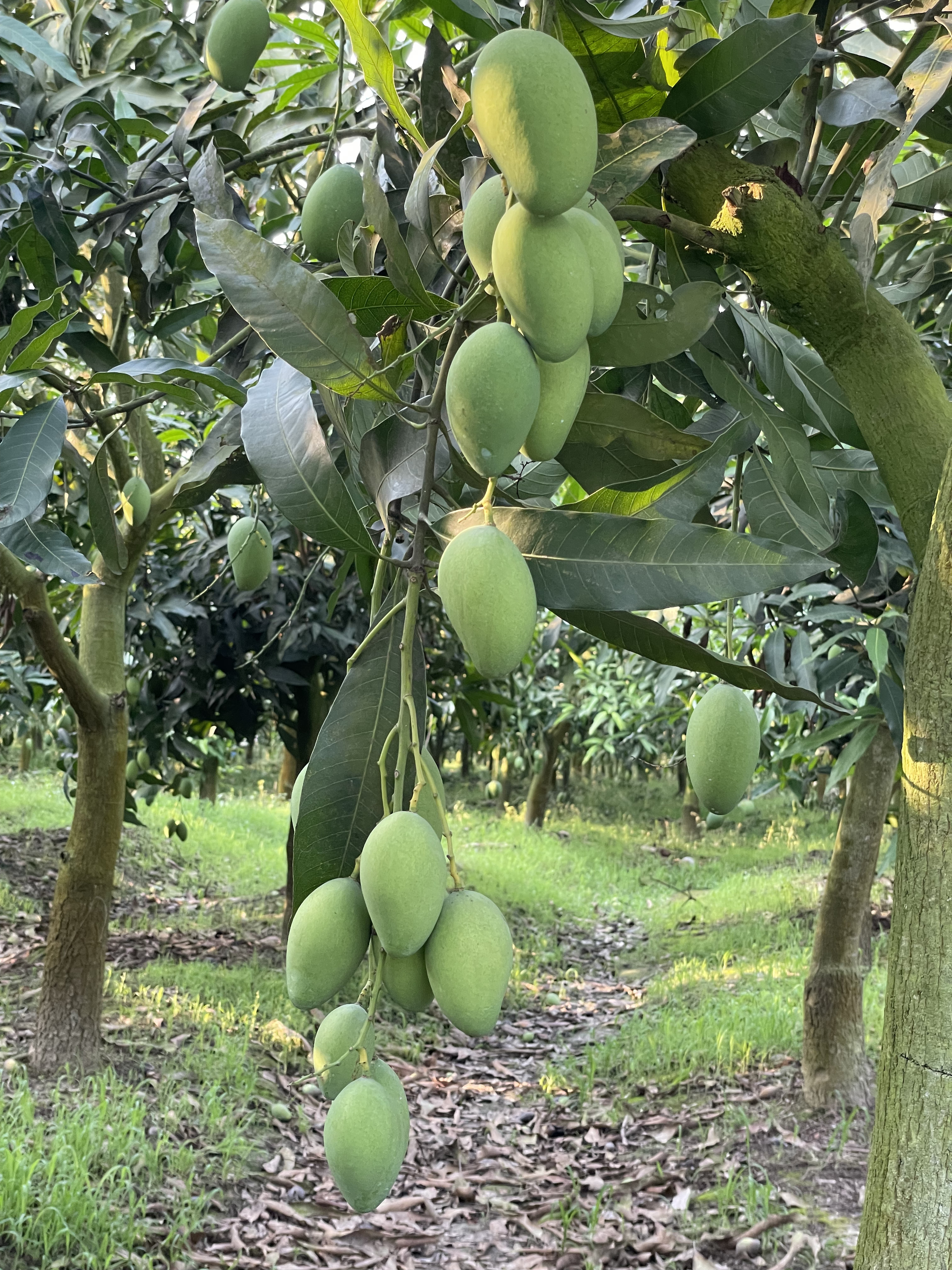 Aamlon mango orchard story image